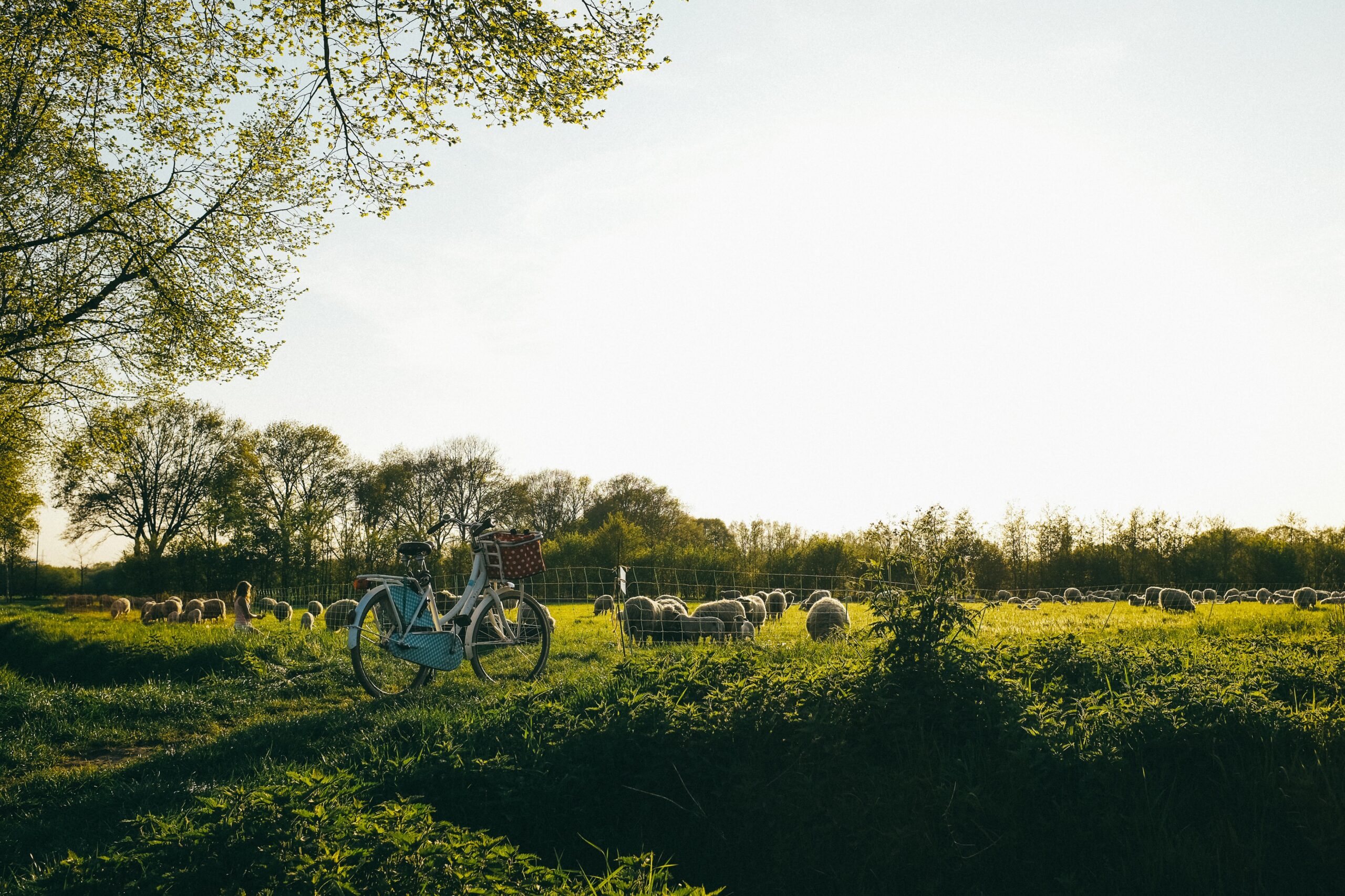 Sallands landschap met schapen, een fiets tegen het hek